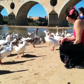 C´s Badajoz califica de “barbaridad” la posibilidad de matar patos del Guadiana y “reprueba” la actitud del concejal de medio ambiente